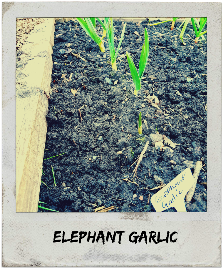 elephant-garlic