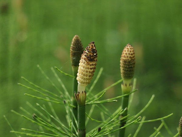 horsetail01_small