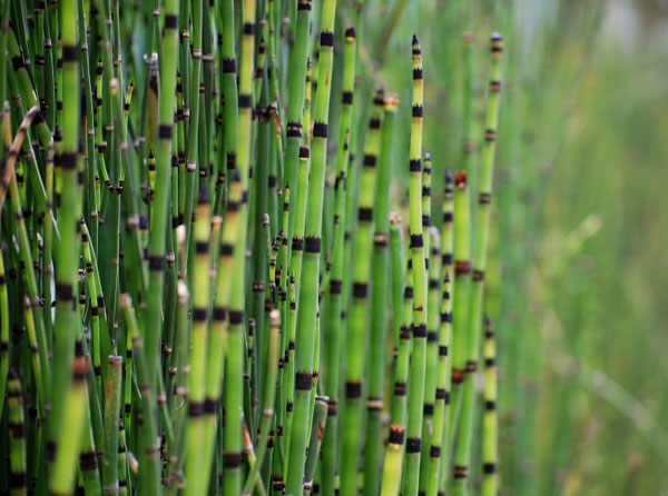 horsetail02_small
